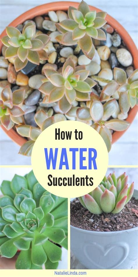 How to water succulents - Let your succulent stay soaked until the plant has naturally absorbed all the water and becomes dry. Once your soil is soaked, the plant will soak up all the water it can from the soil. At this point, all you should do is wait for the soil to dry out entirely.